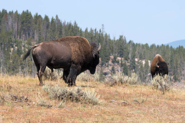 istock bison change the fur in Yellowstone National Park 1144580551