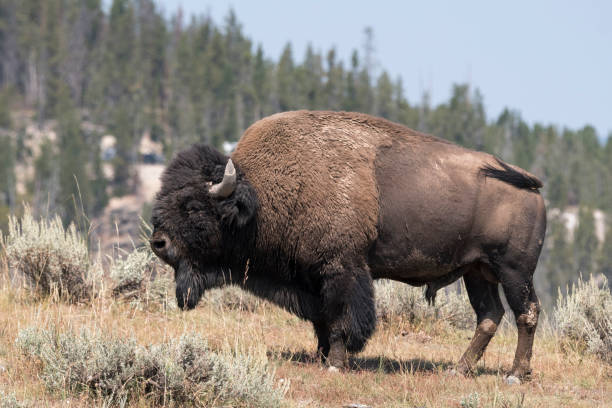istock bison change the fur in Yellowstone National Park 1144580556
