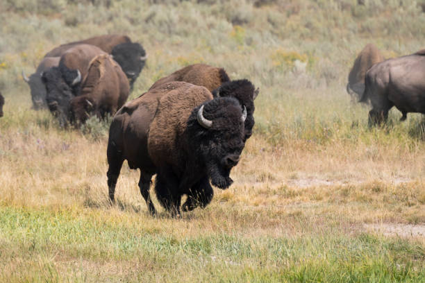 istock bison change the fur in Yellowstone National Park 1144580557