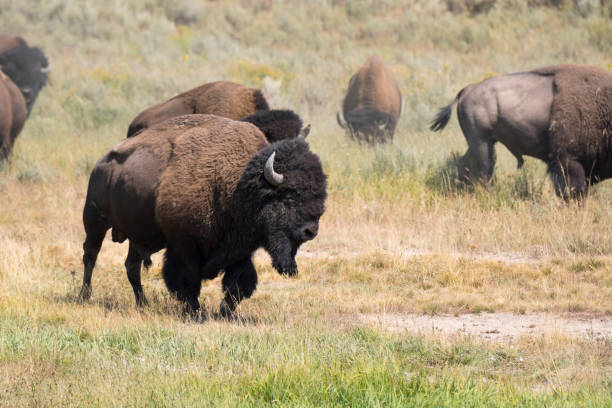 bison change the fur in Yellowstone National Park stock photo