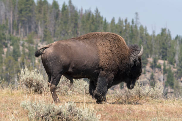 istock bison change the fur in Yellowstone National Park 1144580582