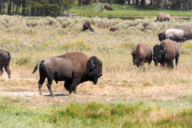 istock bison change the fur in Yellowstone National Park 1144580584