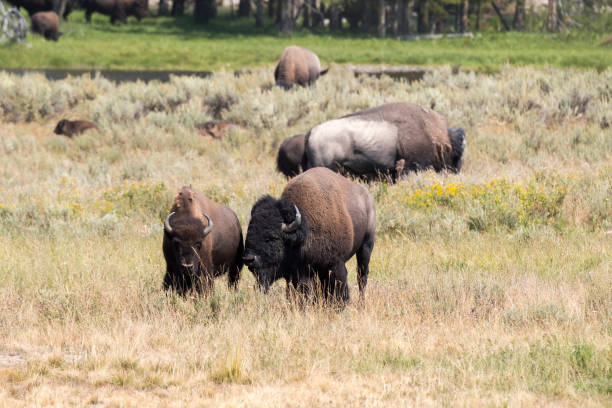 istock bison change the fur in Yellowstone National Park 1144580594