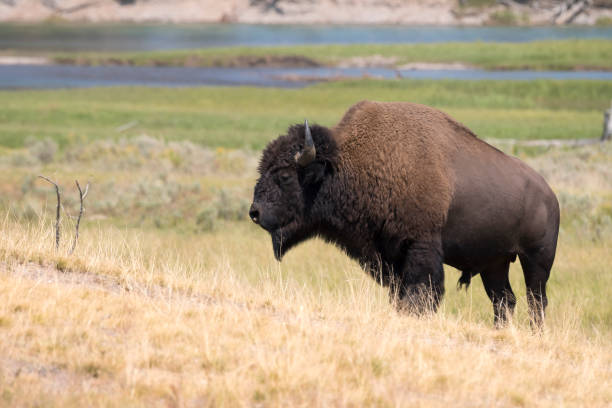 istock bison change the fur in Yellowstone National Park 1144580603