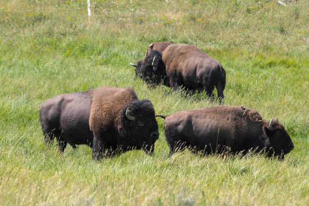 istock bison change the fur in Yellowstone National Park 1144580636