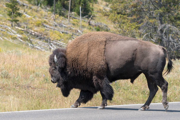 istock bison change the fur in Yellowstone National Park 1144580641