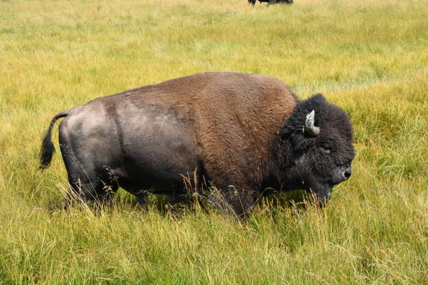 istock bison change the fur in Yellowstone National Park 1144580657