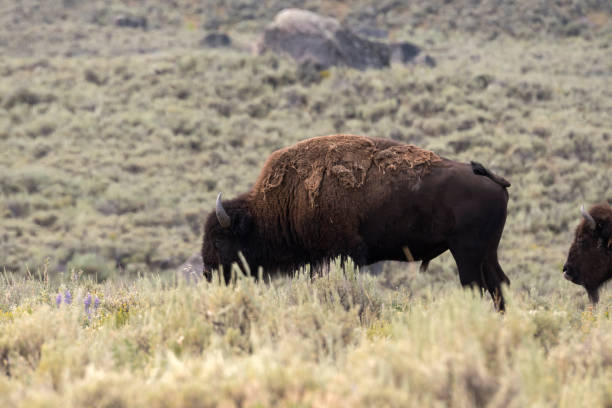 istock bison change the fur in Yellowstone National Park 1144580662