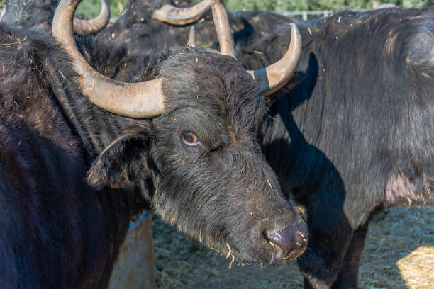 istock Water Buffalo in Southern Italy 1144580815
