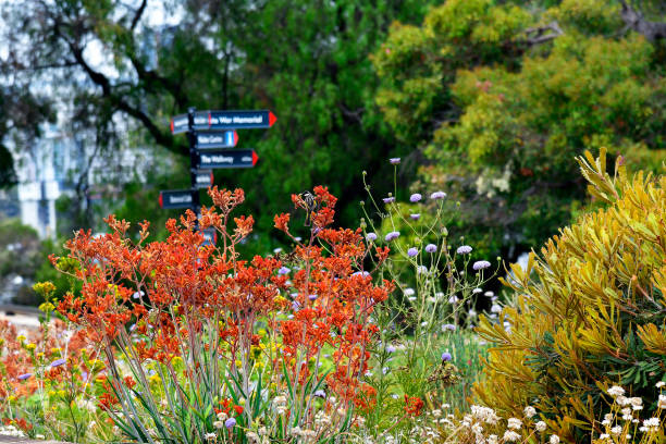 Australia, Perth, Flora and Fauna Australia, Perth, honeyeater bird on colorful kangaroo paw in public Kings Park kings park stock pictures, royalty-free photos & images