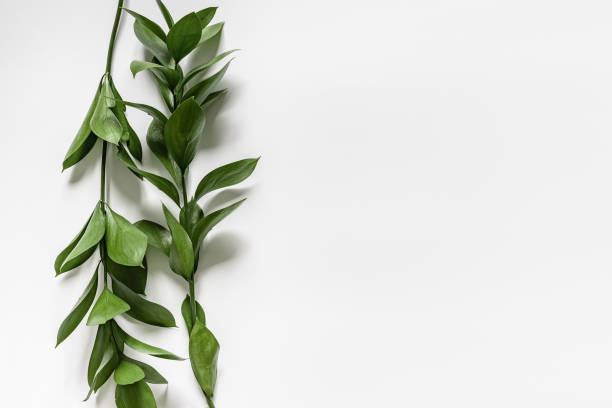 istock Two branches with green leaves on a white background 1144580831