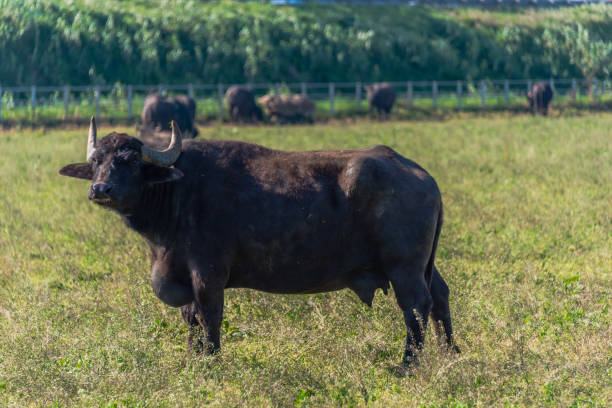 istock Water Buffalo in Southern Italy 1144580834