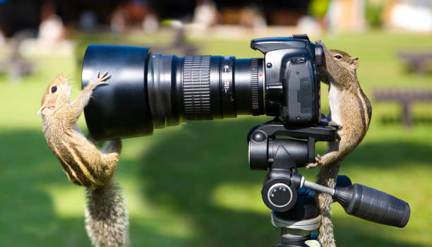 パームリスは写真撮影を上演しました。 - curious squirrel ストックフォトと画像