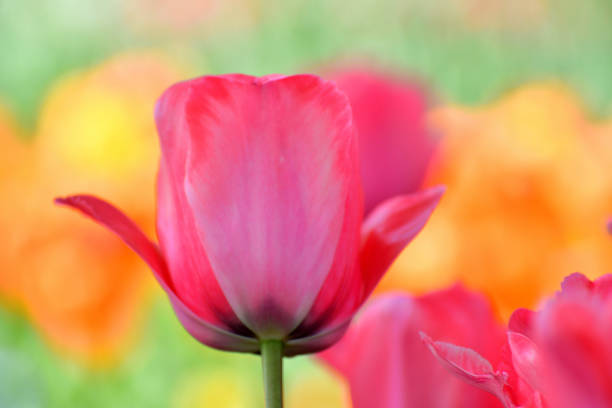 istock Tulip Flowers with Multi-colored Background 1144581257