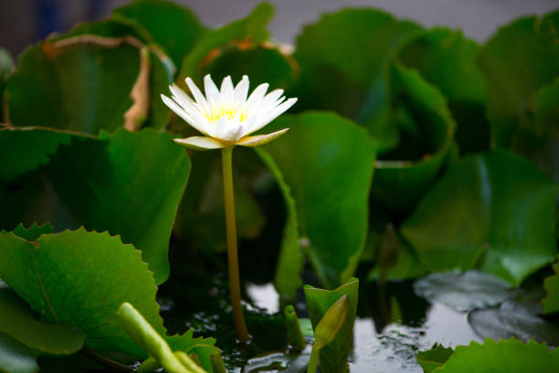 Elegant white lotus flower in focus, centered in a tranquil pond with green foliage. Capturing the essence of serenity and natural beauty on a bright day.