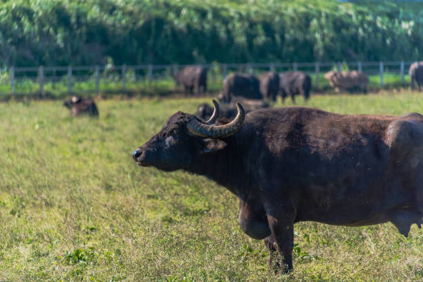 istock Water Buffalo in Southern Italy 1144582206