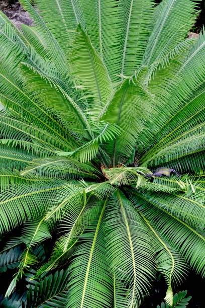 istock Foliage green background wallpaper, palm leaves 1144582361