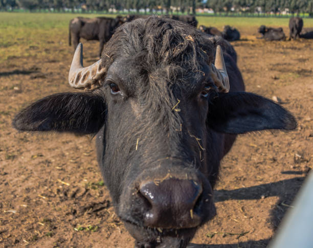istock Water Buffalo in Southern Italy 1144582399