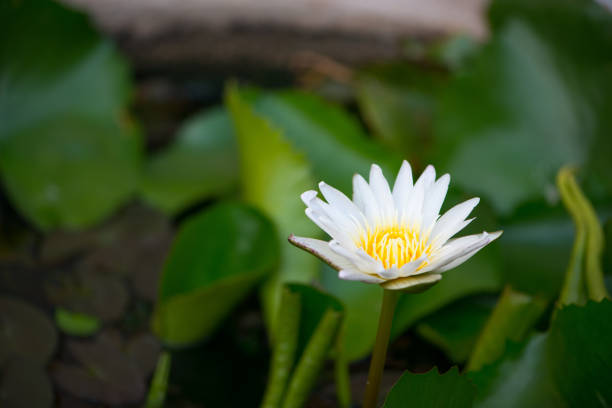 white water lily flower in pool show nature background