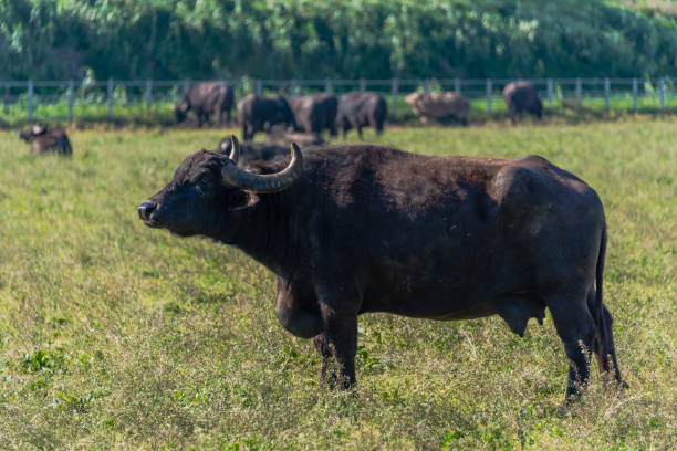 istock Water Buffalo in Southern Italy 1144583183