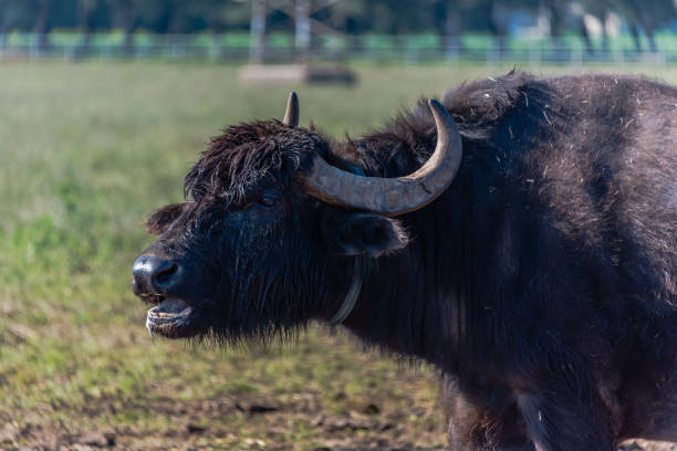 istock Water Buffalo in Southern Italy 1144583516