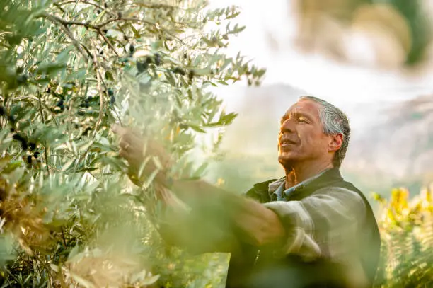 Photo of Senior man handpicking ripe olives from olive tree