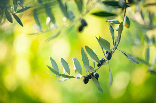 istock Olive tree branch with black olives 1144583560