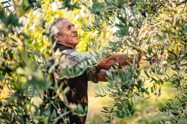 istock Senior man handpicking ripe olives from olive tree 1144583577
