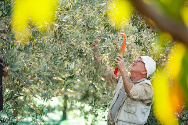 istock Senior man handpicking ripe olives from olive tree 1144583583