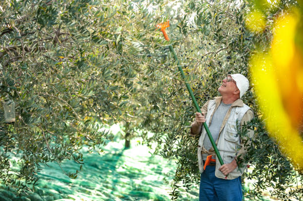 istock Senior man handpicking ripe olives from olive tree 1144583605