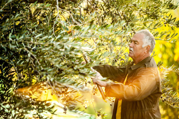 istock Senior man handpicking ripe olives from olive tree 1144583608