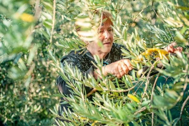 istock Senior woman harvesting olives 1144583627