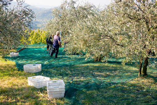 Farmers harvesting olives in Olive orchard