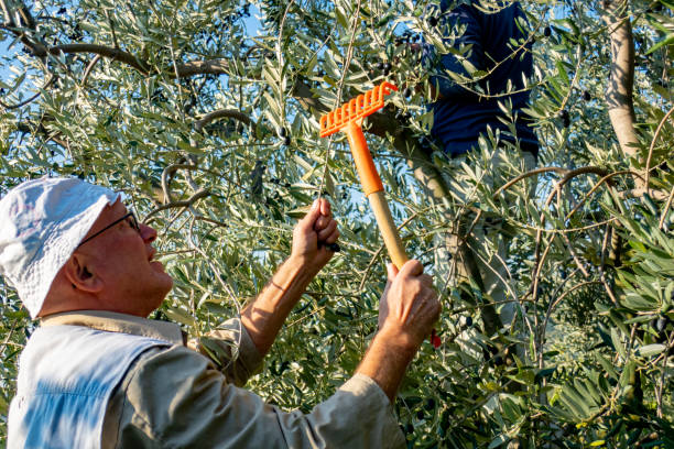istock Senior man handpicking ripe olives from olive tree using a rake 1144583663