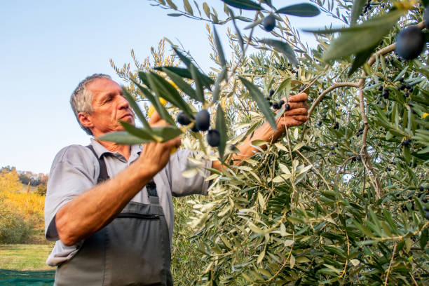 istock Senior man handpicking ripe olives from olive tree 1144583690