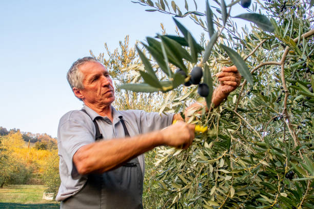 istock Senior man handpicking ripe olives from olive tree 1144583697