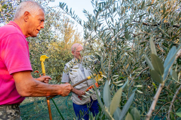 istock Senior man handpicking ripe olives from olive tree 1144584222