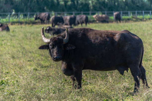 istock Water Buffalo in Southern Italy 1144584225
