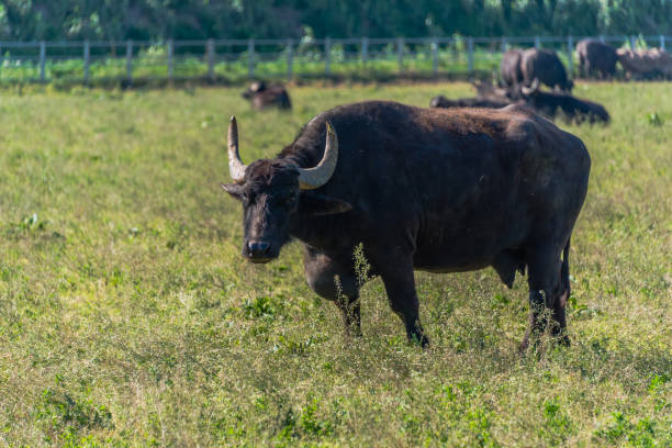 istock Water Buffalo in Southern Italy 1144584465