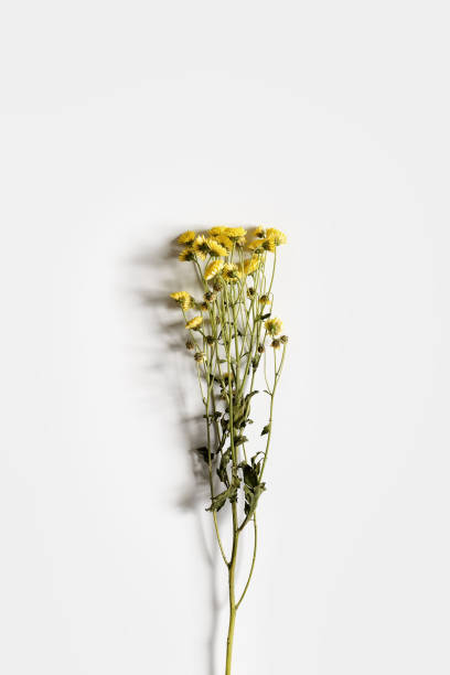 istock Chrysanthemum branch with small yellow flowers on a white background. 1144584824