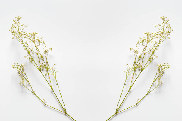 istock Branches with small yellow flowers on a white background. 1144584985