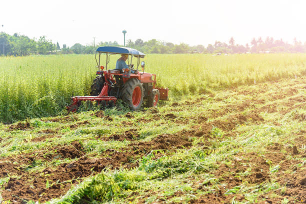Farmer use Tractor Incorporation the Green manure
