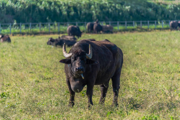 istock Water Buffalo in Southern Italy 1144587411