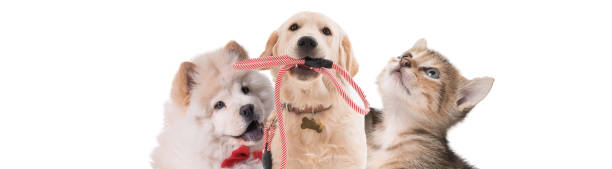 istock Collage of group of animal 1144587613
