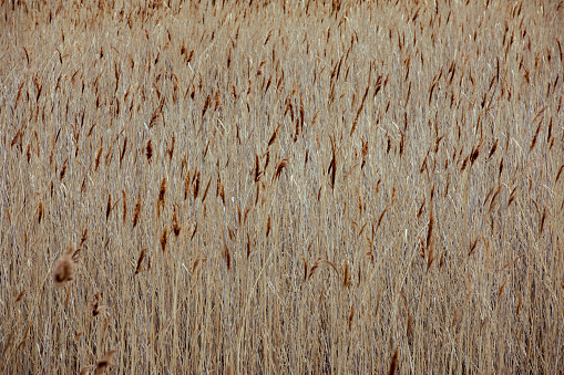 A wide angle shot capturing an idyllic field of barley.