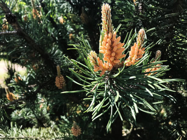 new green pine sprouts. evergreen close up leaves with cone - growth new evergreen tree pine tree imagens e fotografias de stock