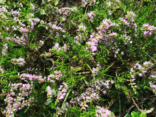 istock Heather flower. Purple blossoming brier 1144587963