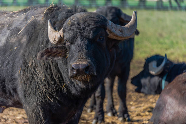 Water Buffalo in Southern Italy