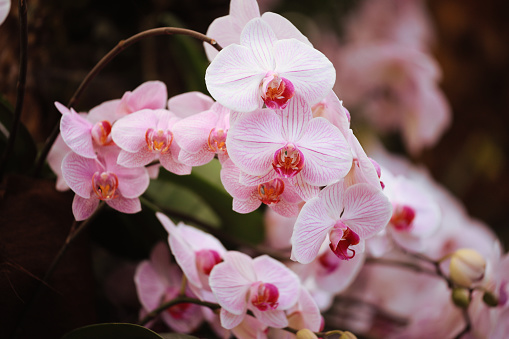 Dendrobium burana-pink