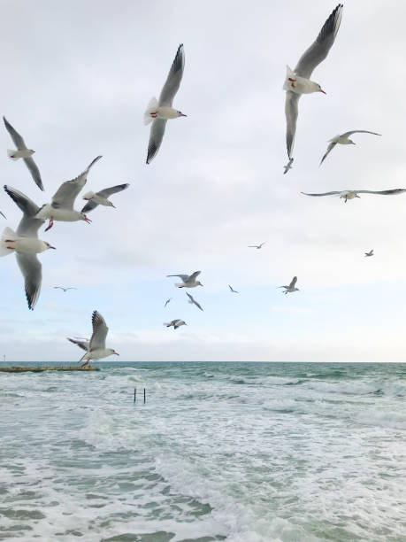 istock Seagulls Flying Over Sea 1144590033